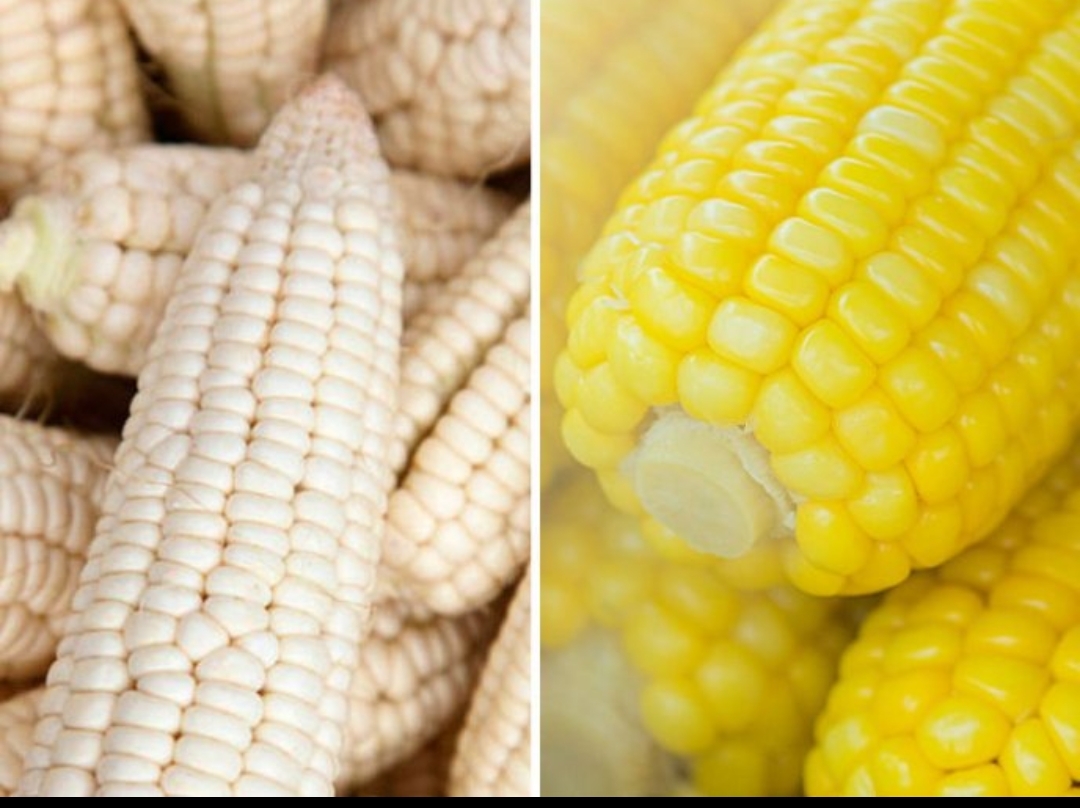 México impone arancel de 50% a las exportaciones de maíz blanco